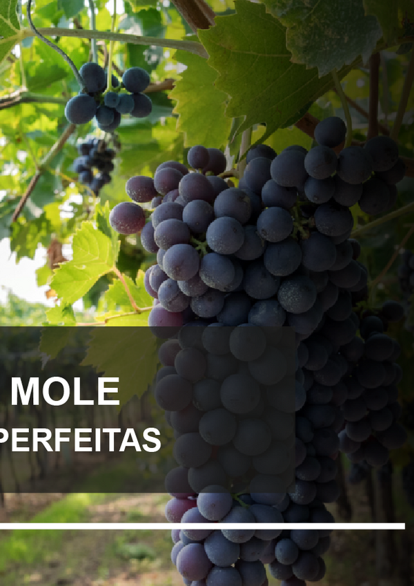 site_ledwall_tv_f_p23_vinhos_negra_mole_destaque