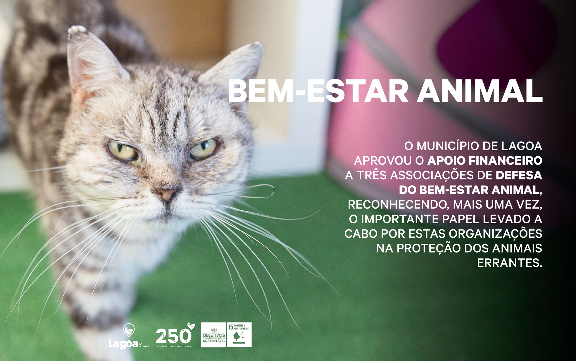 Município de Lagoa apoia associações de defesa do bem-estar animal