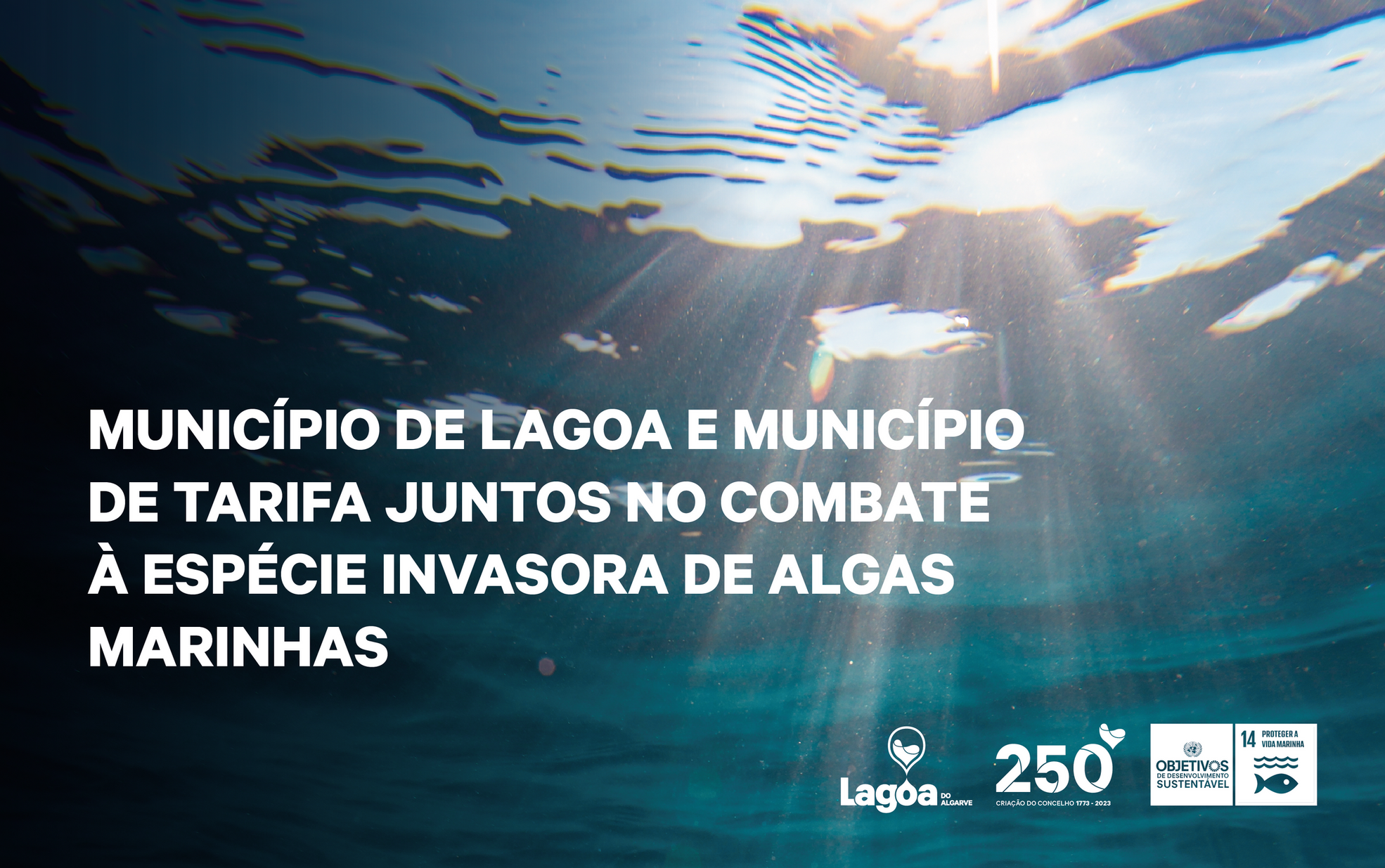 Município de Lagoa e Município de Tarifa juntos no combate à espécie invasora de algas marinhas